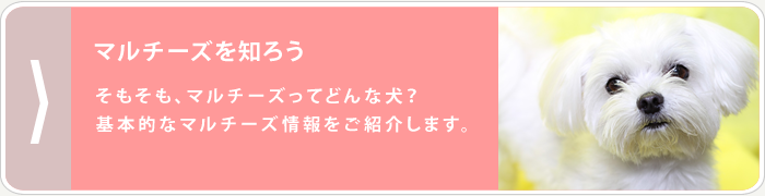 マルチーズを知ろう